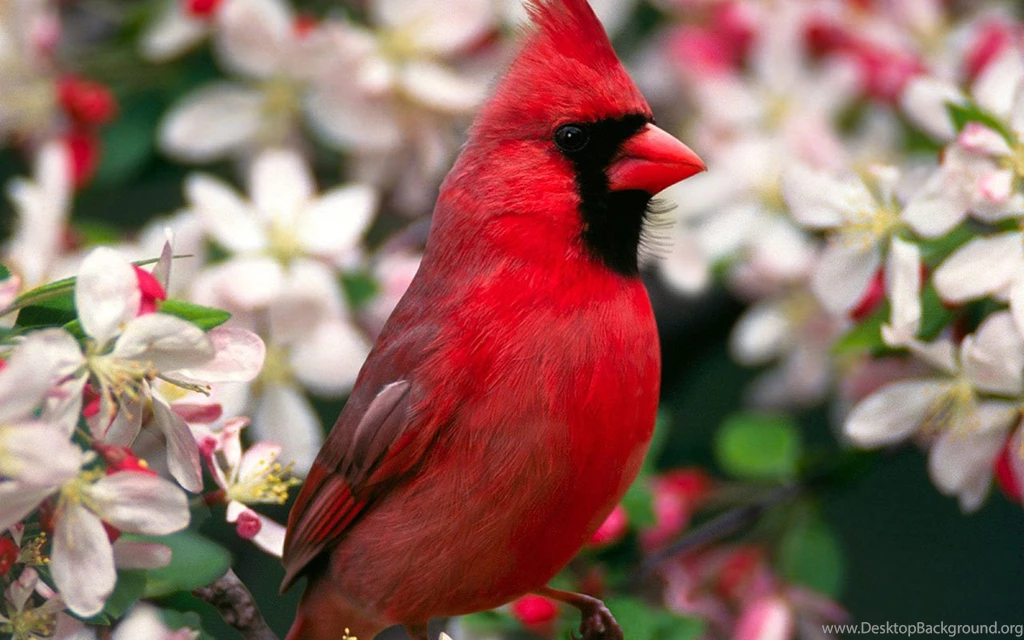 Flowers On The Bright Feathers Of Birds, Photo Wallpapers 2 ...