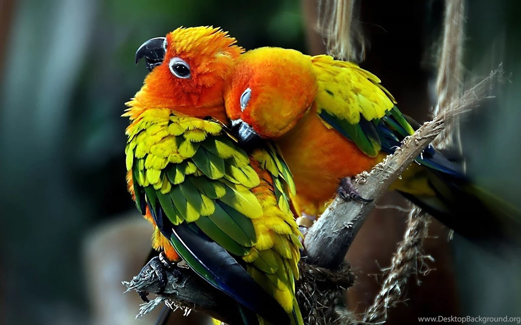 Love Birds Wallpapers, Free Desktop Backgrounds   Wallpapers Path