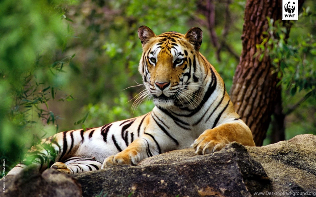 Advent Calendar 2015 WWF UK In The Run Up To Christmas WWF Are ...