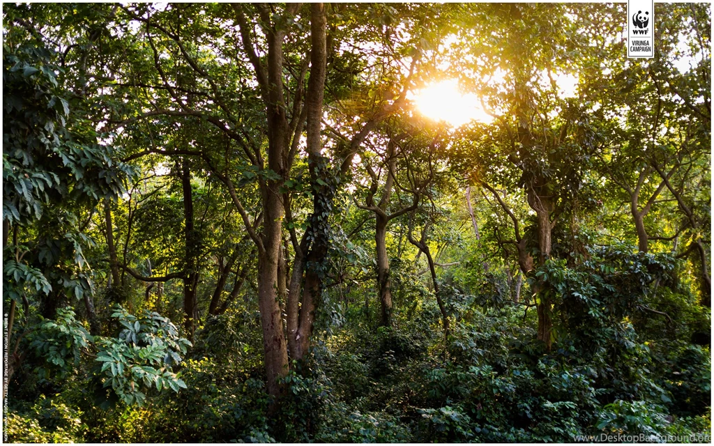 Wallpapers From Virunga   WWF UK