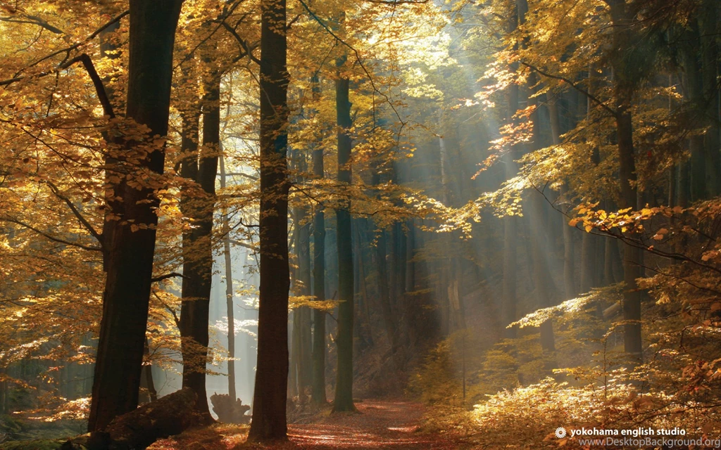 Two Roads Diverged In A Yellow Wood, Autumn, Large, 1920x1200 HD ...