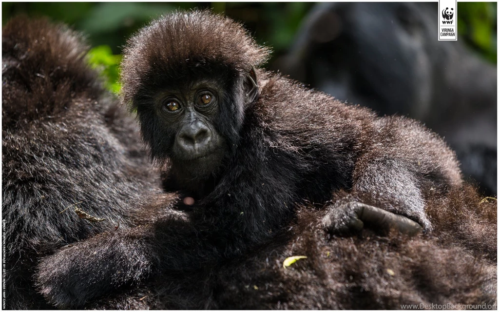 Wallpapers From Virunga WWF UK
