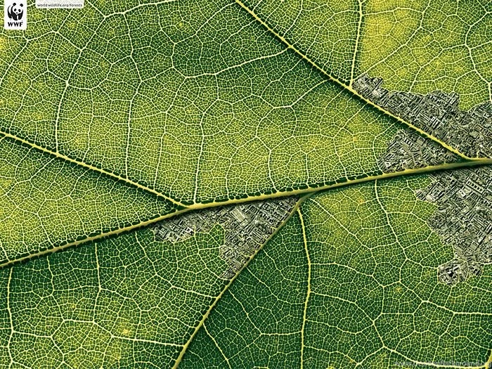 WWF World Wide Fund For Nature (WWF) PSAs Wallpapers 31161 ...