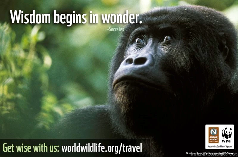 Free WWF Travel Inspired Wallpapers