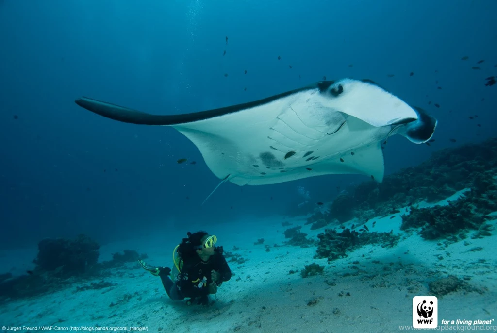 Free Coral Triangle Photo Wallpapers! WWF Coral Triangle Blog
