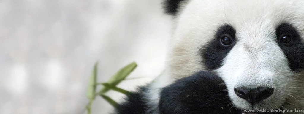 World Wildlife Fund Wallpapers