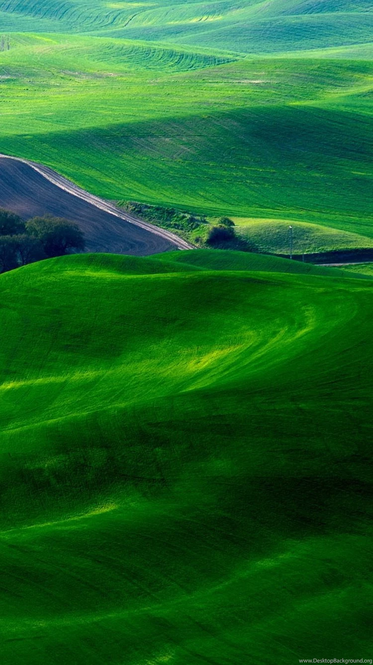 Download Green iPhone Wallpapers
