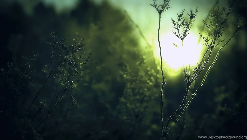 Winter Sun Nature Wallpapers