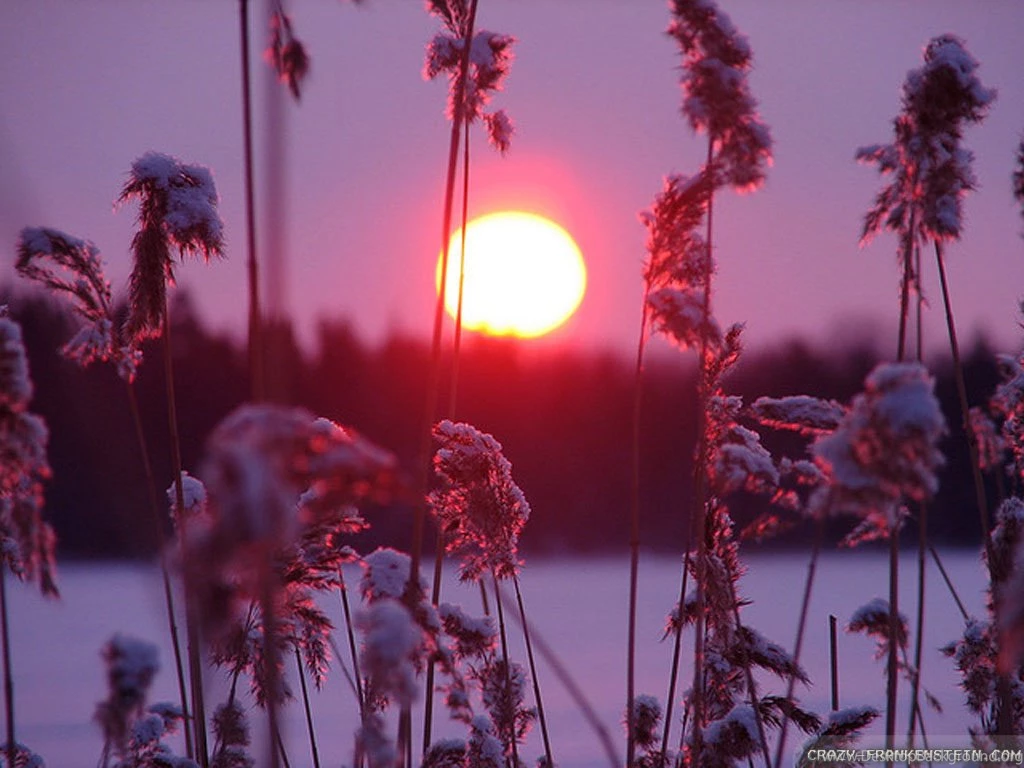 Beautiful winter sun wallpapers 1024x768