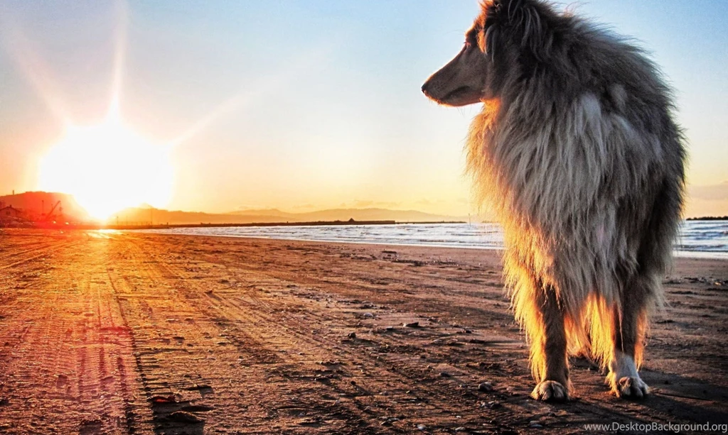 Dog Backgrounds, Best Friend, Wallpapers Of Dog, Download Dog ...
