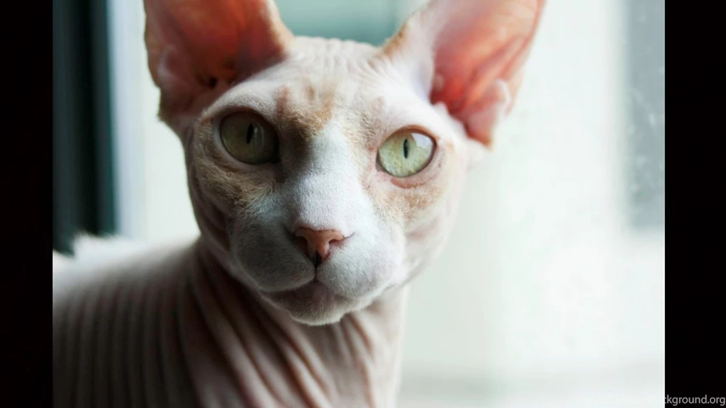 16 Sphynx Cat HD Wallpapers