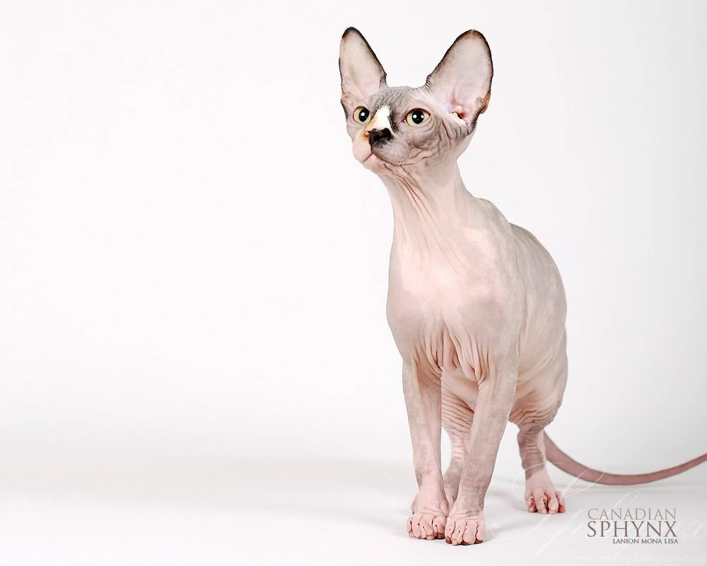 Sphynx Cat Wallpapers