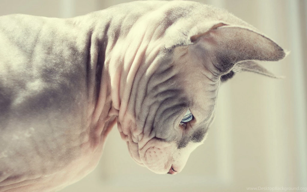 Sphynx Cat, Look Down, Animal Photos, Beautiful, Pet, Wallpapers