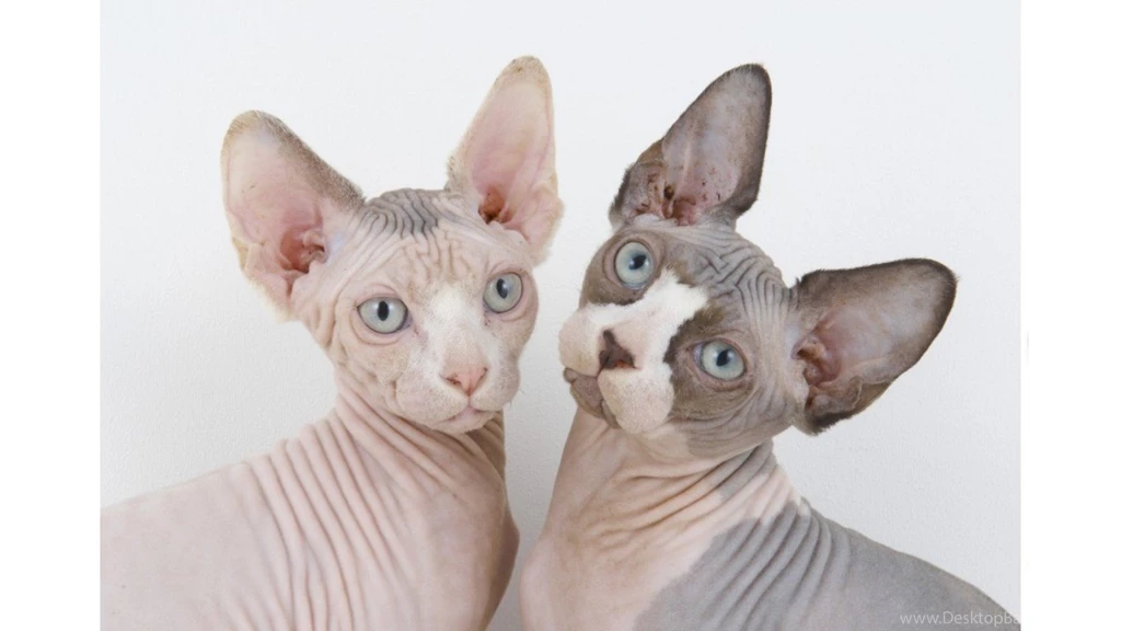 Sphynx Cats Photo And Wallpaper. Beautiful Sphynx Cats Pictures