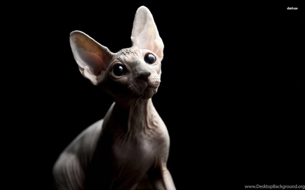 16 Sphynx Cat Fondos De Pantalla HD