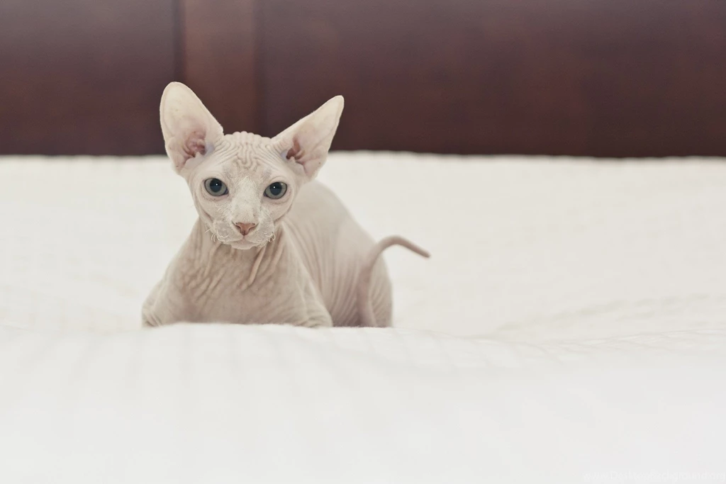 Sphynx Hi Resolution Wallpapers