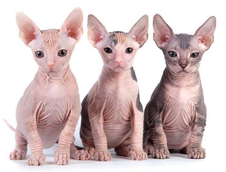 Hairless Sphynx Kitten. They Seem Quite Ugly But Somehow, They ...