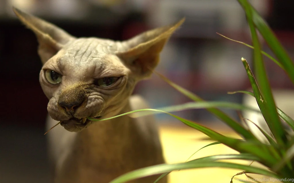 Sphynx Cat Face Wrinkles