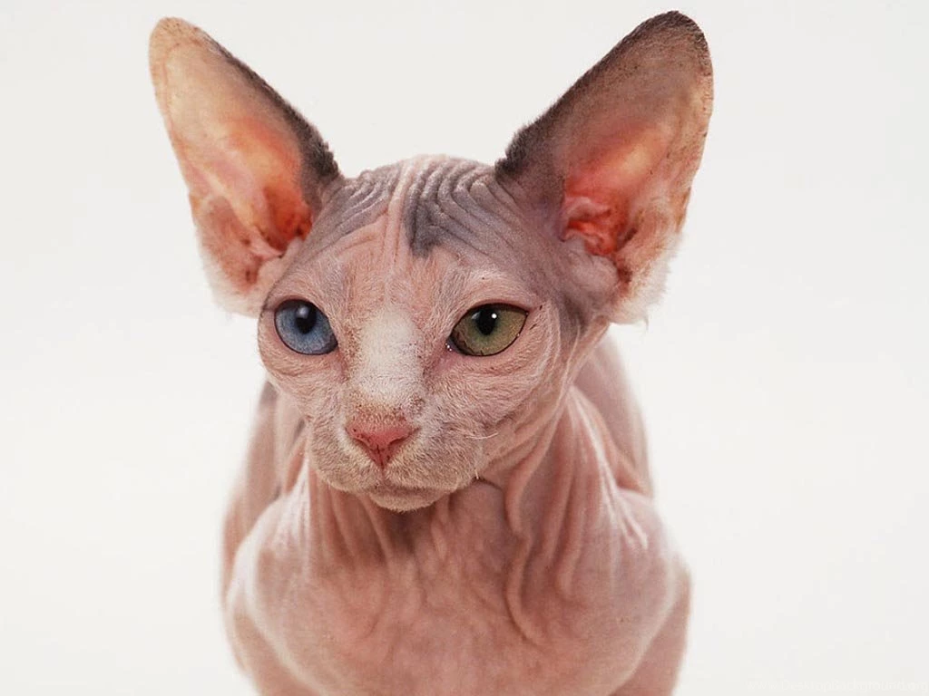 Sphynx Cat With Clothes Wallpaper.