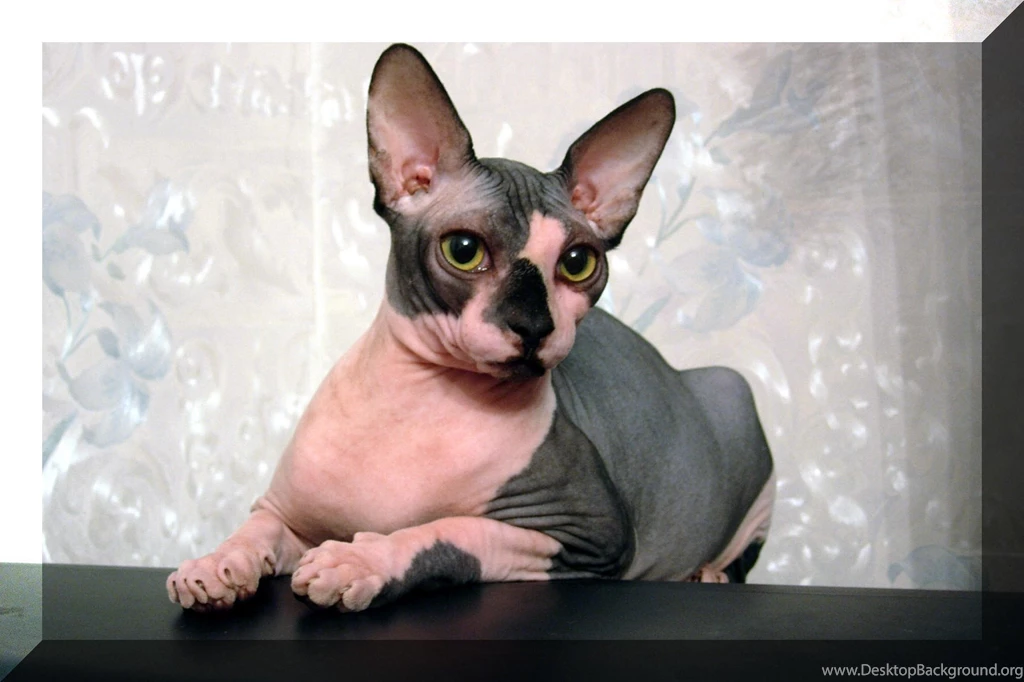 Sphynx Cat Resting On The Table Wallpapers And Images Wallpapers ...