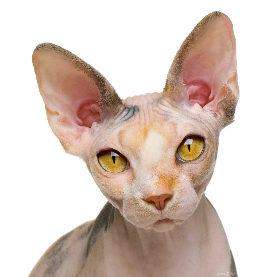 Sphynx Cat, 1 Year Old, In Front Of White Backgrounds – Pets