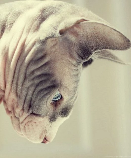 ♥️Sphynx♥ On Pinterest