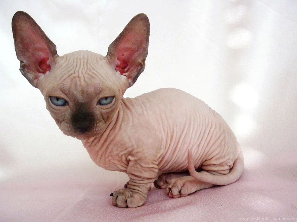 Sphynx Cat Kittens Wallpaper.