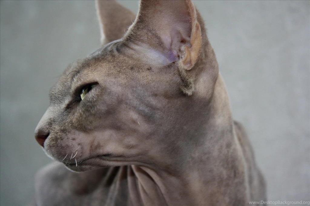 Sphynx Cat Face Side View Wallpapers