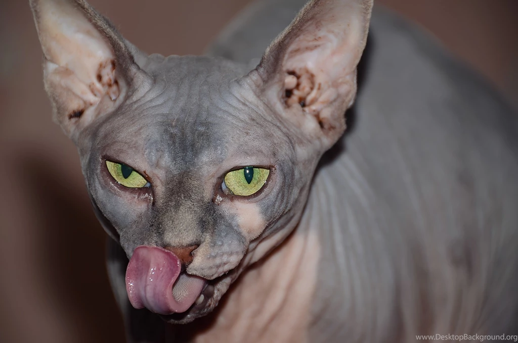 1200x754px Sphynx Cat