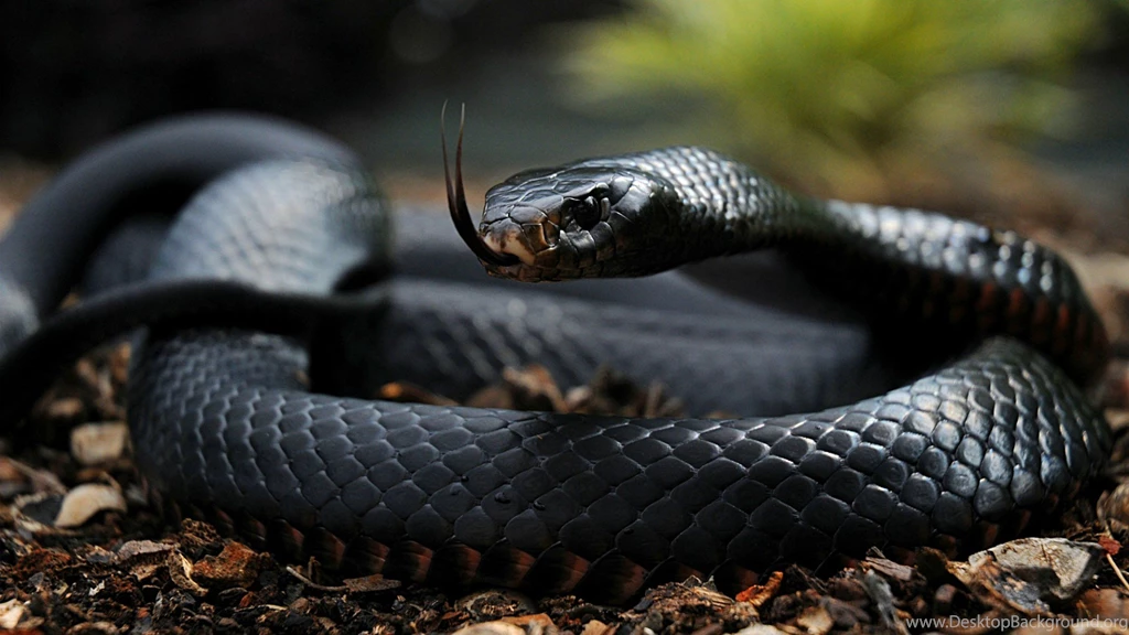 Desktop Hd Wallpapers Snake Black Mamba
