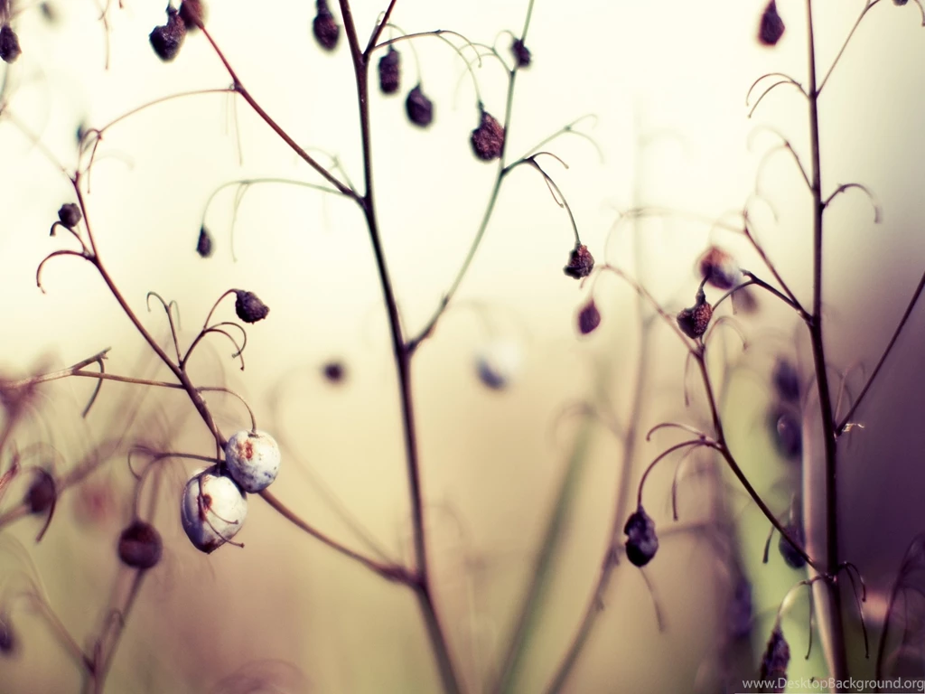 Dry Plant Picture, Dry Fruits On Twig, Late Autumn Scene ...