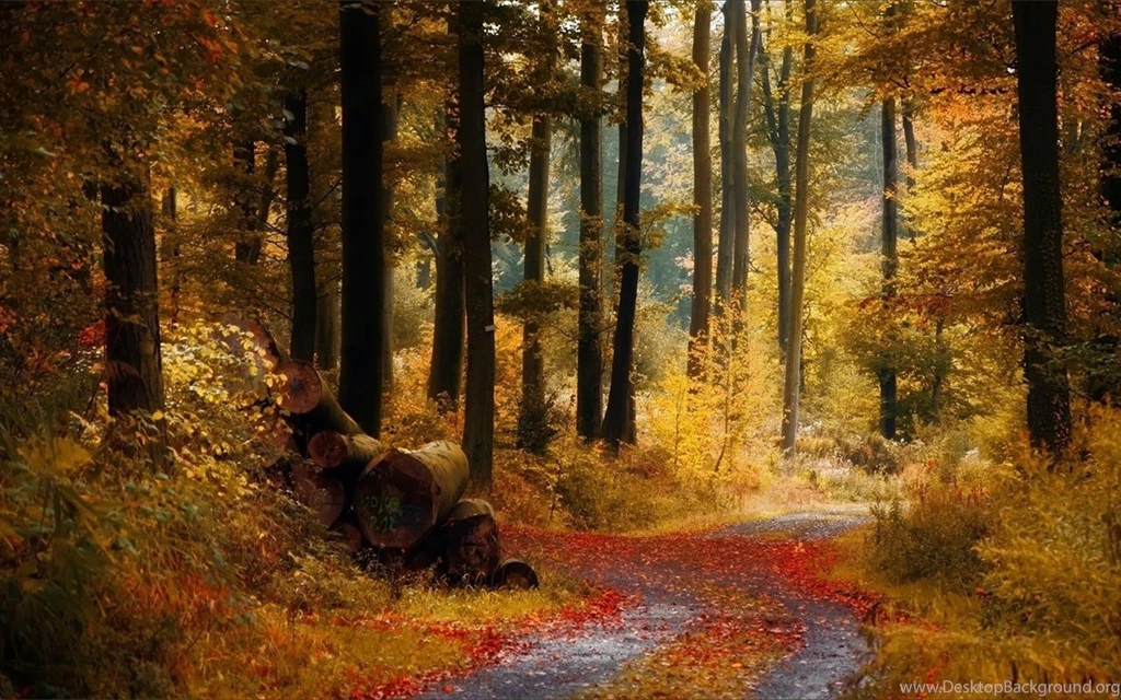Late Autumn, Covered With Deciduous Forest Trail Picture ...