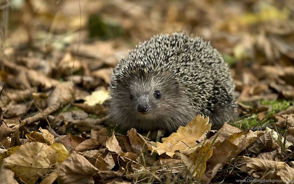 Animals Loving Autumn [40 PICS]