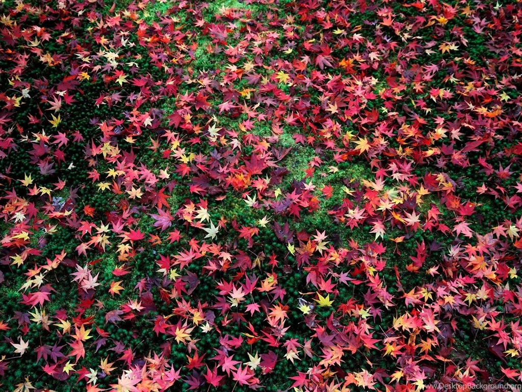 Late Autumn Leaves Enkoji Temple Autumn Wallpapers 1200x900 ...