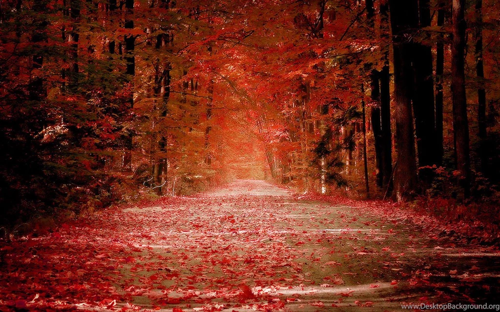Late Autumn Season Woods HD Photography Wallpapers 9 - Landscape ...