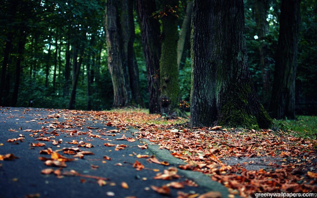 Late Autumn Season Woods Hd 1280x800 Wallpapers
