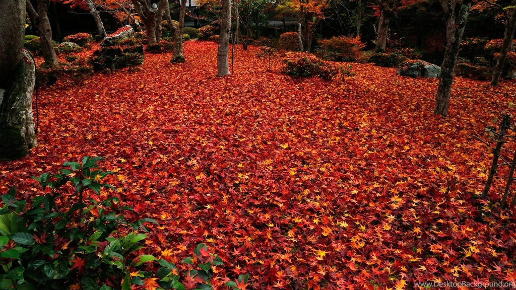 Late Autumn Deciduous Enkoji Temple Autumn Wallpapers 1920x1080 ...