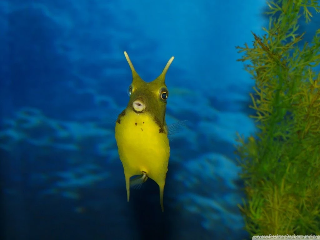 Funny Sea Creature HD Desktop Wallpapers : High Definition : Mobile