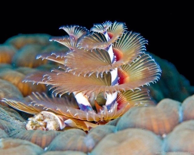 Most Beautiful Unseen Sea Creature