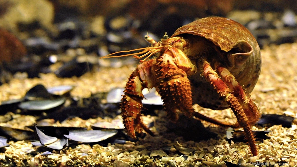 Dangerous Sea Animals HD New Fine Photos