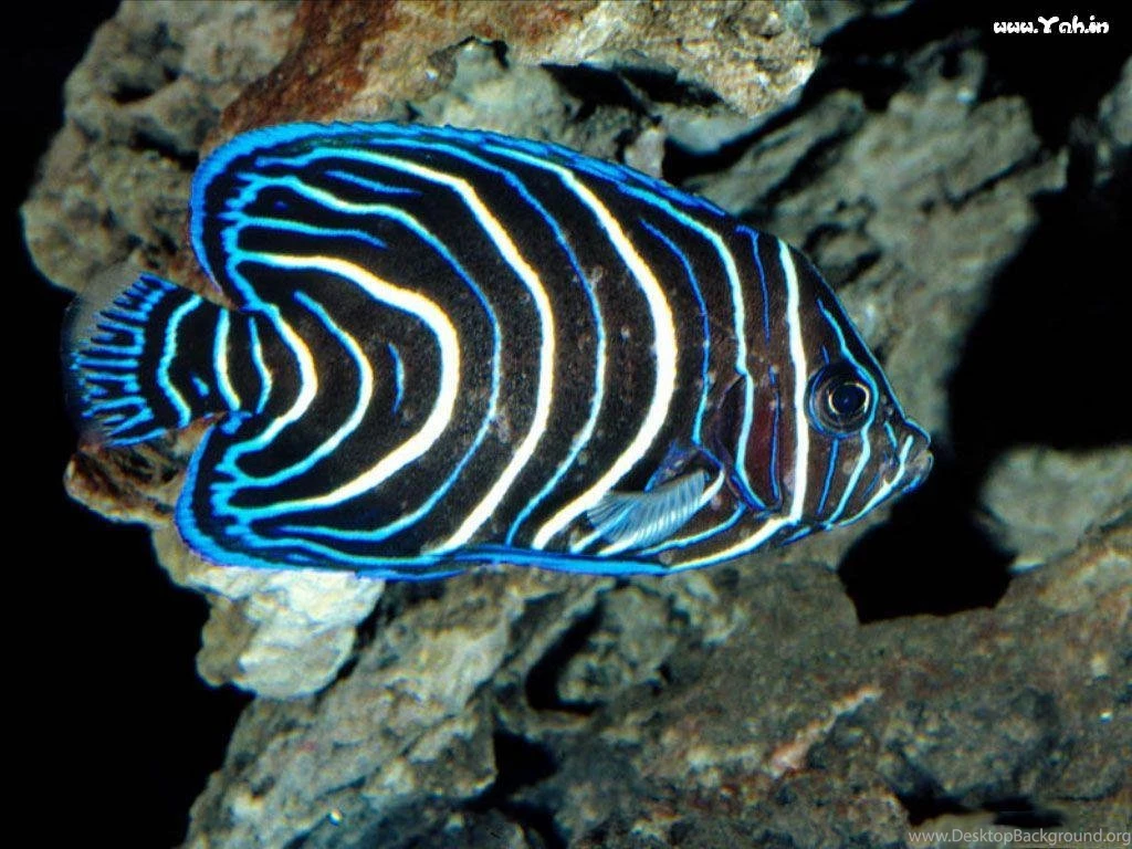 Deep Sea Animals Id 57291 Buzzerg