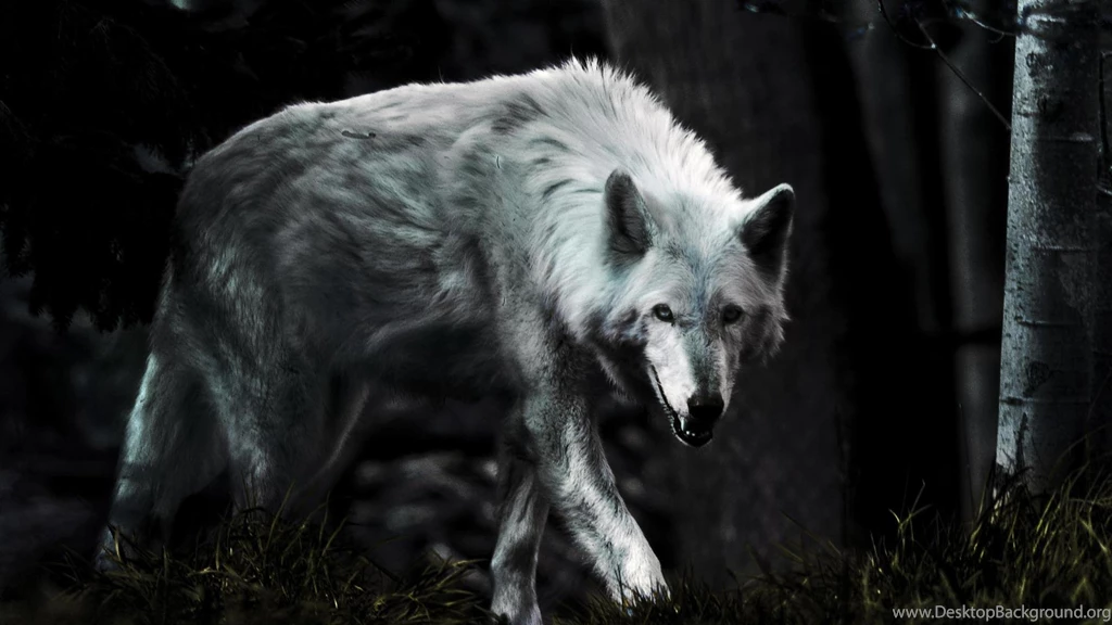 Dark Wolf (