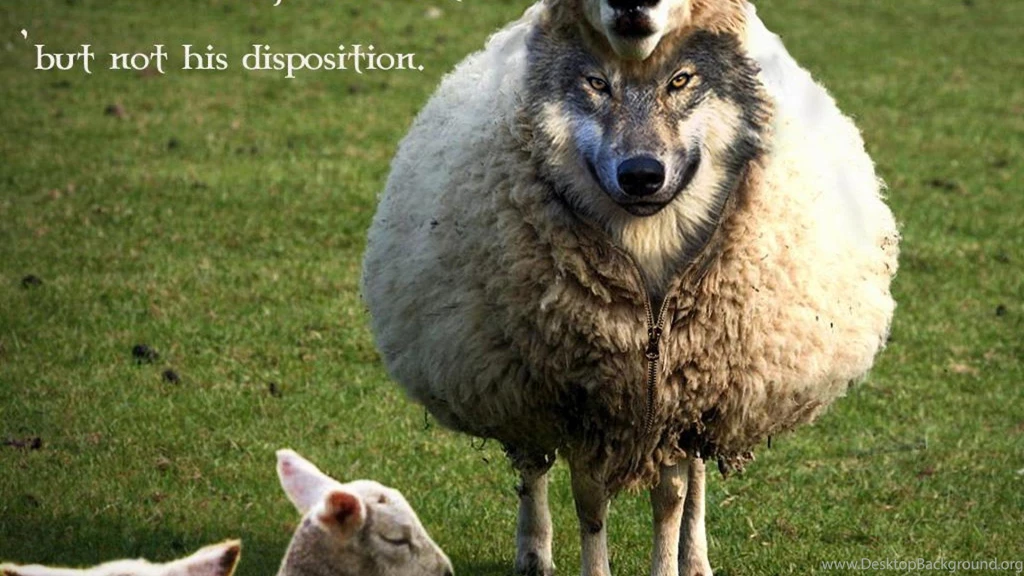 Wolf Wisdom Wallpapers (