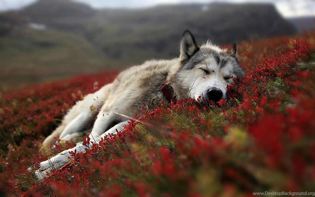 Wolf Wallpapers Hd Collection (43+)