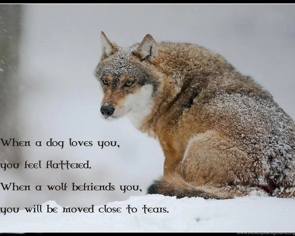 Wolf Wisdom Wallpapers (
