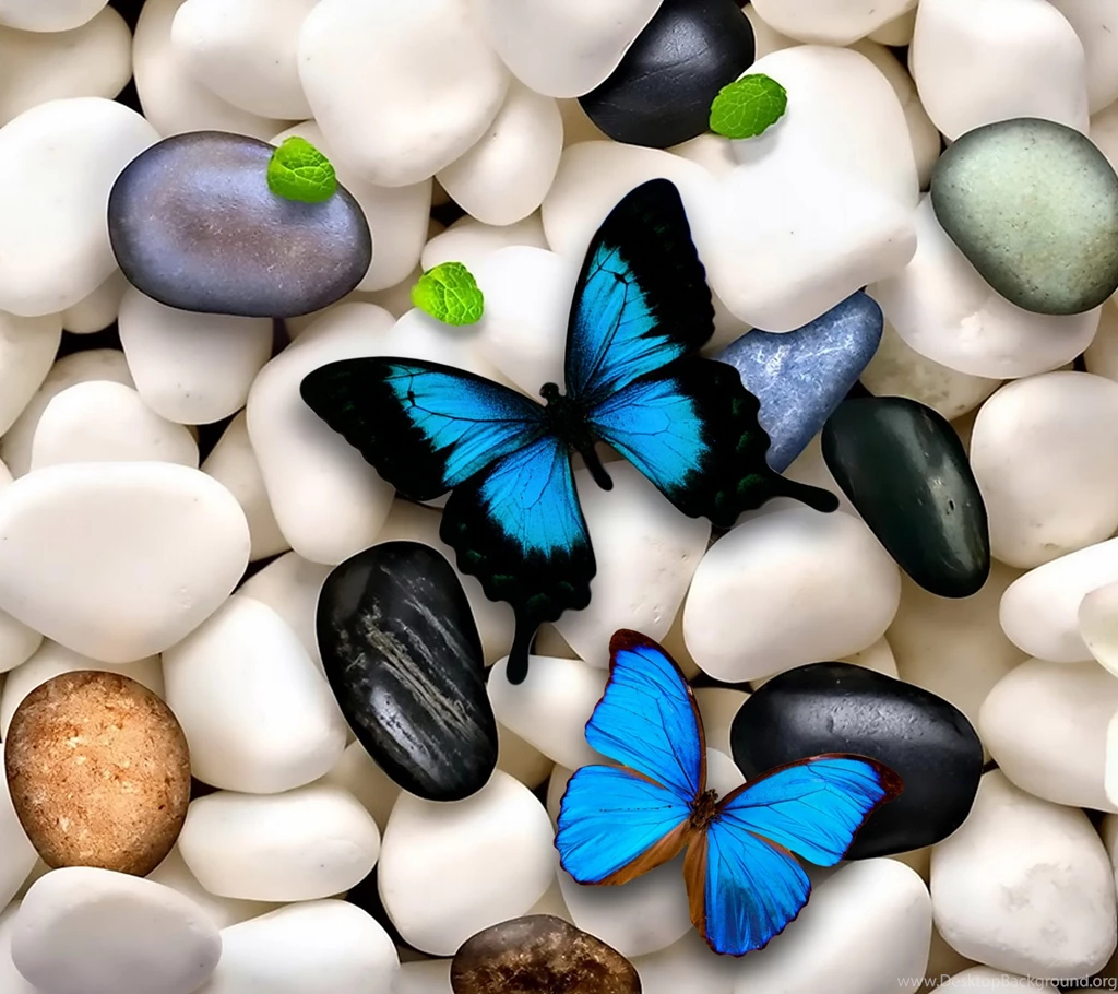 Butterflies: Blue White Butterflies Stones Wallpaper Backgrounds ...
