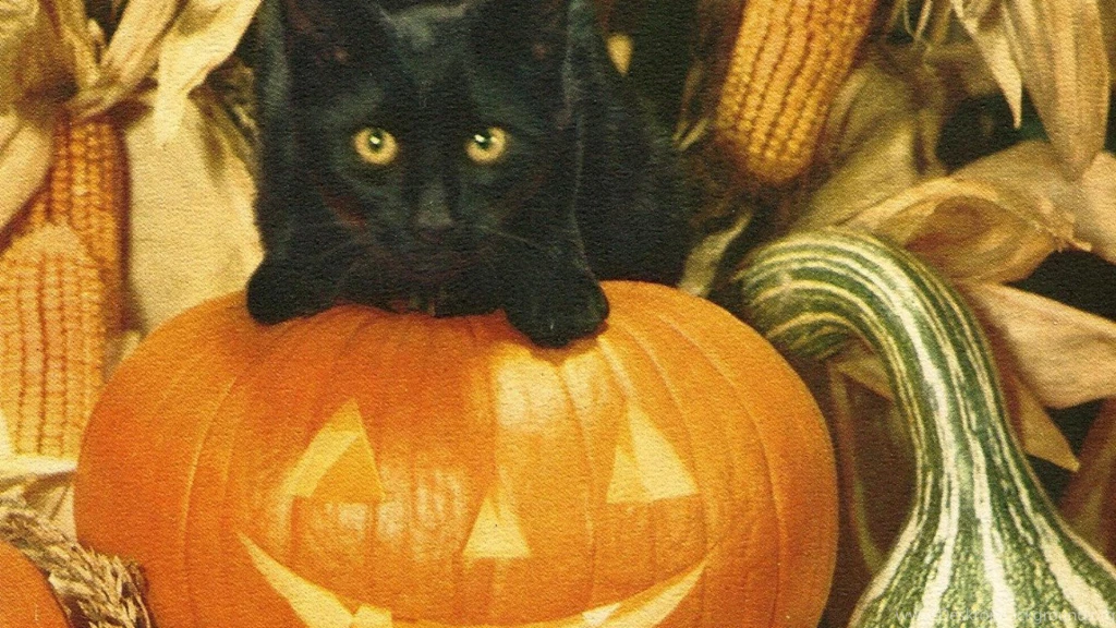 1366x768 Wallpapers Page 932: Cute Linxs Cat Dos Lindos Wallpapers ...