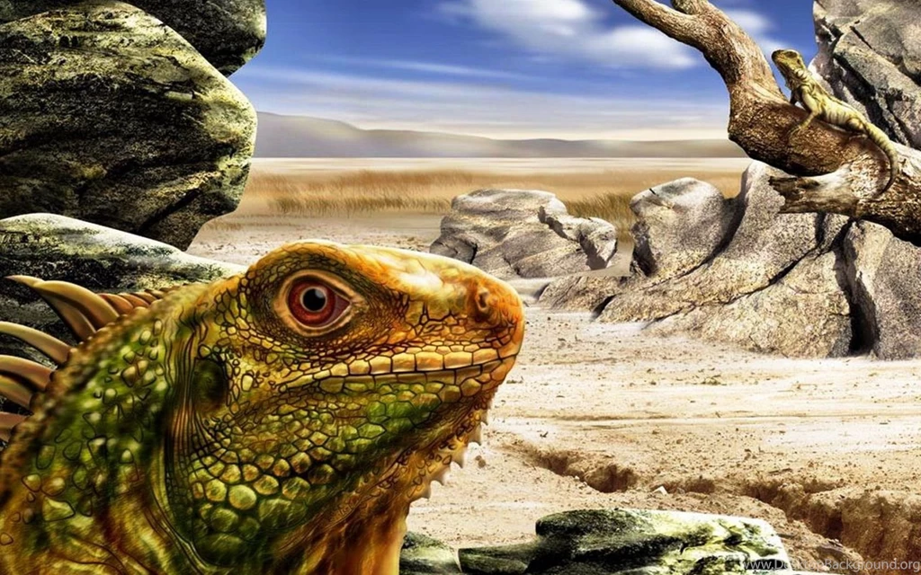 100 Iguana HD Wallpapers