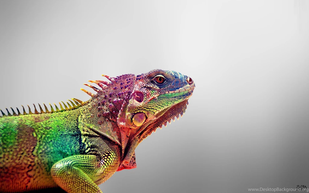 Iguana Wallpapers 28209