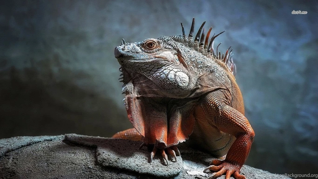 Iguana Wallpapers Wallpapers Cave
